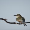 Schwalbenschwanzspint/Swallow-tailed Bee-eater, Auob River